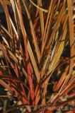 CFGfx87.jpg 92920