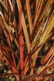 CFGfx88.jpg 92921