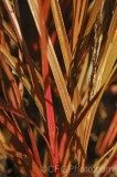 CFGfx89.jpg 92922