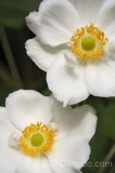 CFGfy42.jpg 92975