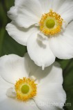 CFGfy43.jpg 92976