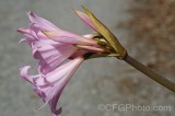CFGfy53.jpg 92986