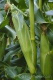 CFGfz63.jpg 93096