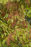 CFGfz65.jpg 93098