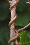 CFGfz97.jpg 93130