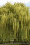 CFGg110.jpg 63188