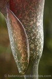 CFGg377.jpg 65678