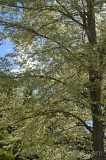 CFGga13.jpg 93146