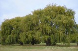 CFGgc08.jpg 93341