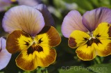 CFGgd03.jpg 93436
