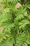 CFGgp83.jpg 94717