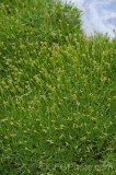 CFGgr60.jpg 94894