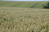 CFGgs00.jpg 94934