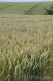 CFGgs01.jpg 94935