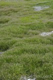CFGgs70.jpg 95004