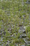 CFGgs72.jpg 95006