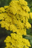 CFGgs94.jpg 95028