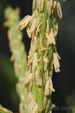 CFGgt34.jpg 95068