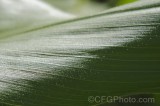 CFGgt36.jpg 95070