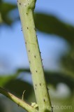 CFGgt37.jpg 95071