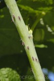 CFGgt38.jpg 95072