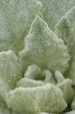 CFGgw63.jpg 95396