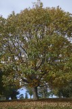 CFGgx51.jpg 95484