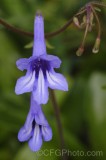 CFGhb07.jpg 95840
