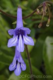 CFGhb08.jpg 95841