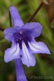 CFGhb10.jpg 95843