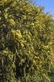 CFGhd48.jpg 96081