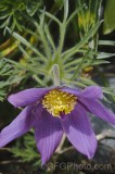 CFGhe00.jpg 96134