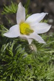CFGhe02.jpg 96136
