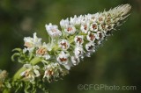 CFGhe28.jpg 96162