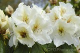 CFGhe92.jpg 96226