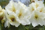 CFGhe93.jpg 96227