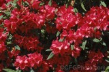 CFGhf45.jpg 96279