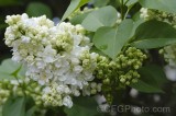 CFGhf57.jpg 96291