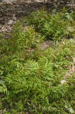 CFGhf88.jpg 96322