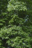 CFGhf92.jpg 96326