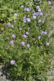 CFGhg01.jpg 96335