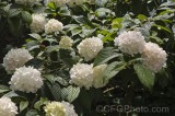 CFGhg04.jpg 96338