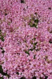 CFGhg08.jpg 96342