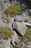 CFGhg16.jpg 96350
