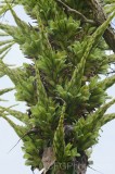 CFGhg78.jpg 96412