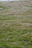 CFGhi35.jpg 96570