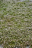 CFGhi37.jpg 96572