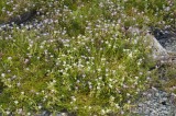 CFGhi39.jpg 96574