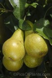 CFGhl64.jpg 96900