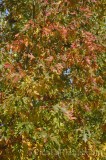 CFGhl86.jpg 96909